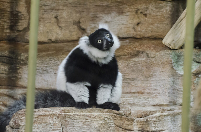 A tale of two forests could reveal path forward for saving endangered lemurs