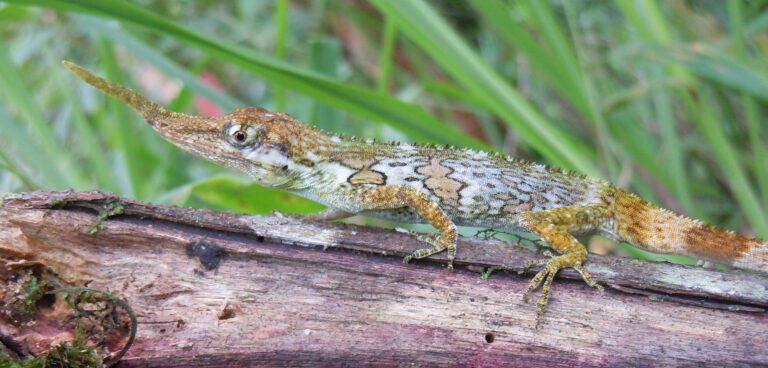 Lizards reveal workings of evolution 