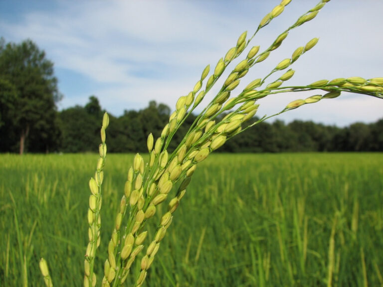 The evolution of rice