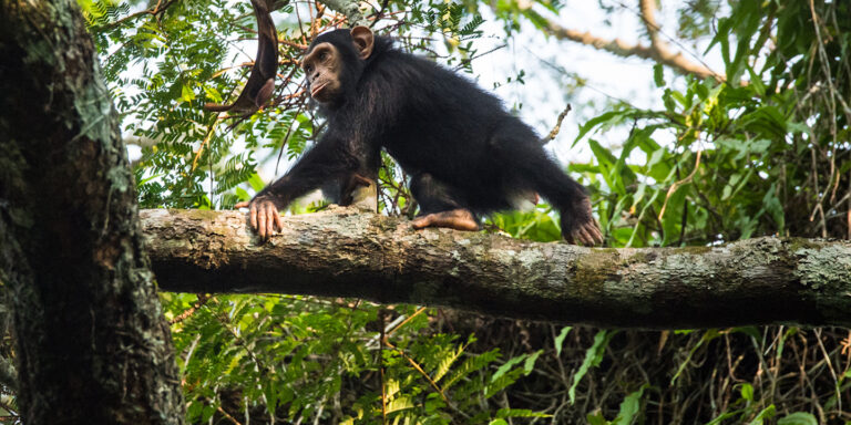 Study reports first evidence of social relationships between chimpanzees, gorillas