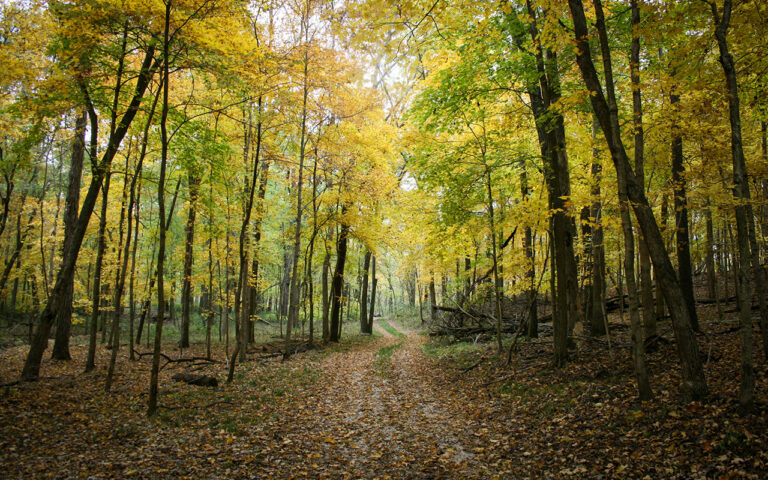 How underground fungi shape forests