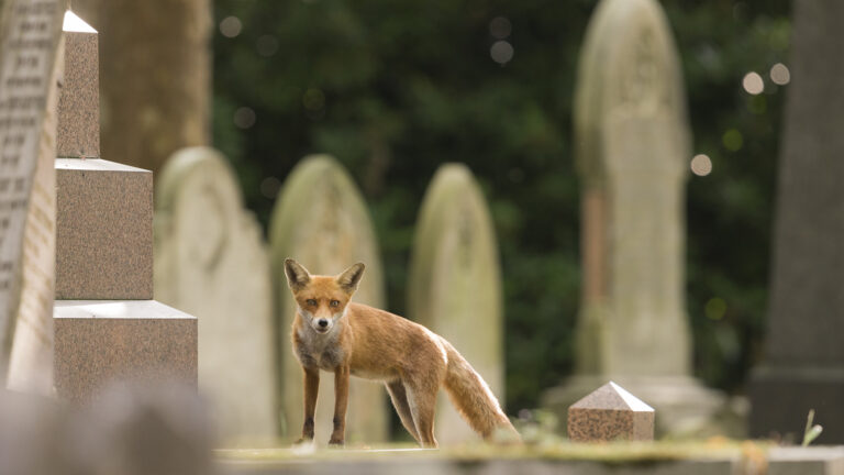 Religion, politics and war drive urban wildlife evolution