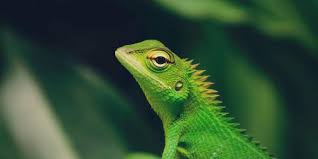 ‘Pirates’ of the Caribbean: The luck and pluck of three-legged lizards
