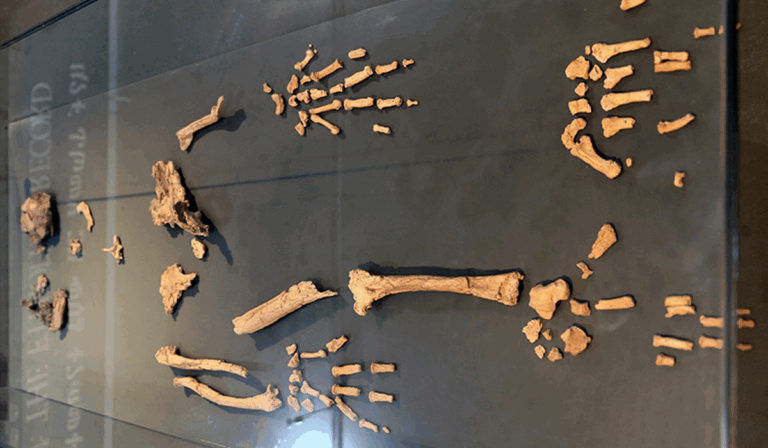 Analysis of 4.4-million-year-old ankle exposes how earliest ancestors moved, evolved