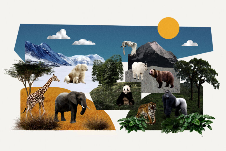 WashU to support UN’s ‘Life on Land’ sustainable development goal