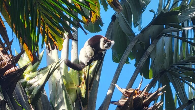 Human-wildlife interaction in Madagascar
