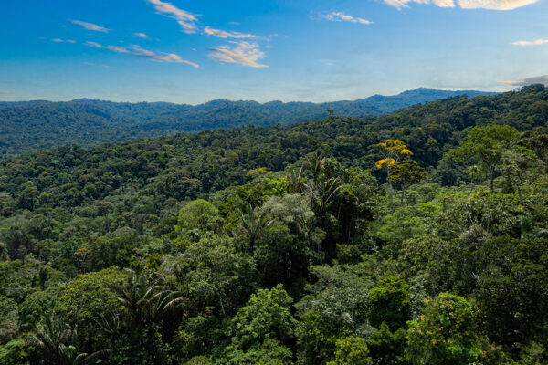 WashU scientists join 40-year study tracking changing tropical forest