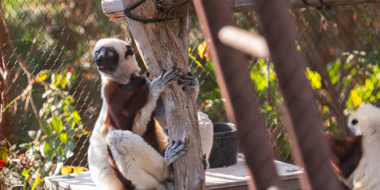 New initiative launches to save primates, transform global conservation approaches